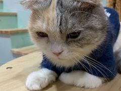 -Bastet sally猫舍购宠(静安店)