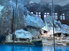 -帝企鹅自助餐厅•儿童岛•真企鹅(长隆企鹅酒店)