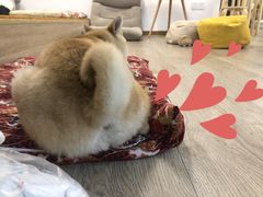 -柴迷FANS CLUB·柴犬狗咖·猫咖