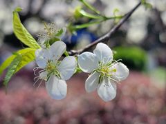 -武汉大学-樱园