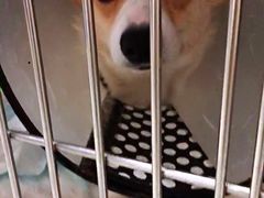 -北京恒爱动物医院(清景园分院)