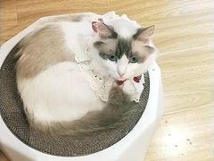 -啵啵喵·猫咖(攀华国际店)