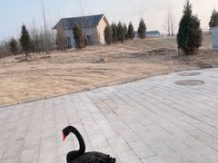 -盐城丹顶鹤湿地生态旅游区