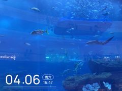 -迪拜水族馆及水下动物园