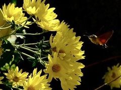 -野鸭湖国家湿地公园