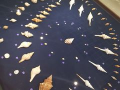 -青岛贝壳博物馆
