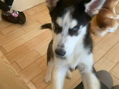 -喜柴咖啡·柴犬狗咖