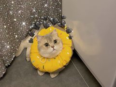 -东方名猫馆·英短金渐层布偶猫舍(环线广场1号楼店)