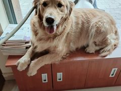 -艾贝尔宠物医院 ·内科全科(梁溪路店)