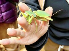 -西双版纳基诺山寨