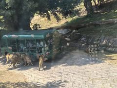 -深圳野生动物园