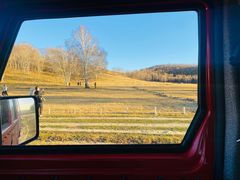 -乌兰布统景区-白桦林