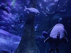-成都浩海立方海洋公园