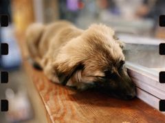 -兄弟鸡排.芋泥香酥鸭(淮海街店)