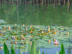 -白鹭湾湿地公园