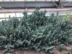 -南山植物园