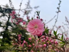 -丰台花园