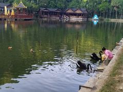 -西双版纳原始森林公园