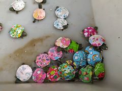 -白佛花鸟鱼虫批发市场小型宠物交易(东区)