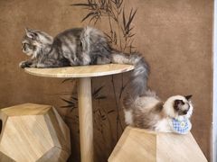 -楼上猫咖(罗湖店)