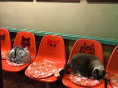 -猫咪博物馆(顶澳仔猫街店)