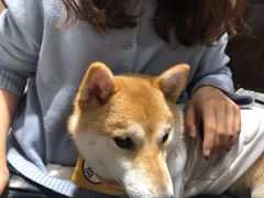 -逗柴咖啡屋·狗咖猫咖宠物桌游