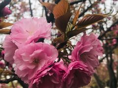 -西安青龙寺遗址景区