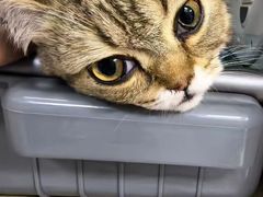 -东莞宠友24H宠物中心医院·转诊夜诊·异宠(新河北路院)