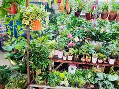 -花鸟鱼虫鲜花绿植市场(玉泉路店)