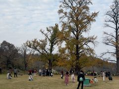 -千年银杏谷文化旅游区