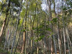 -缙云山景区