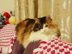 -纳吉亚猫专科动物诊疗中心(蒋宅口分院)