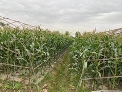 -南汇新场正宗水蜜桃采摘