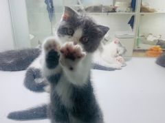 -李小姐の猫咖啡馆(五角场店)