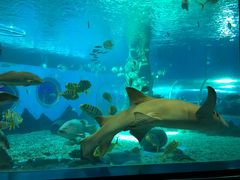 -北戴河圣蓝海洋公园