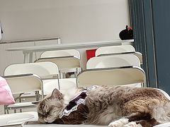 -怪兽屋·羊驼·猫咖·狗咖(俊华广场店)