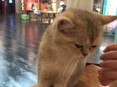 -猫小院猫主题餐厅(三里屯店)