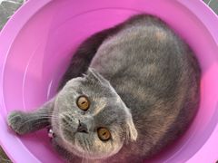 -猫大福·Fortune Cat猫舍(百子湾店)
