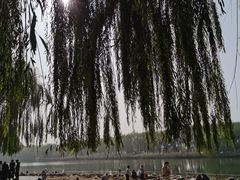 -大兴滨河森林公园
