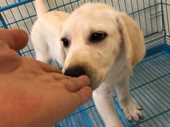 -翊宠yipet猫狗购宠庄园犬舍•猫舍