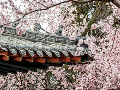 -桃花堤公园
