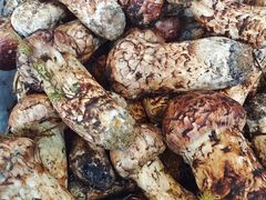 -蘑统田下·野生菌火锅