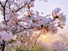 -上海辰山植物园