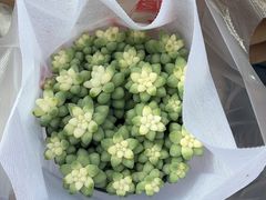 -循礼门鲜花花市(武汉循礼门店)