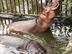-海南热带野生动植物园