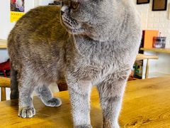 -平行世界·猫咖(首经贸店)