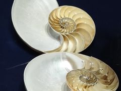 -青岛贝壳博物馆
