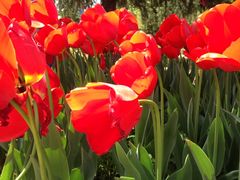 -洛阳郁金香牡丹园