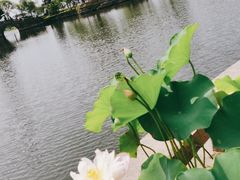 -无锡蠡湖国家湿地公园-蠡园