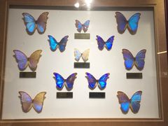 -上海昆虫博物馆